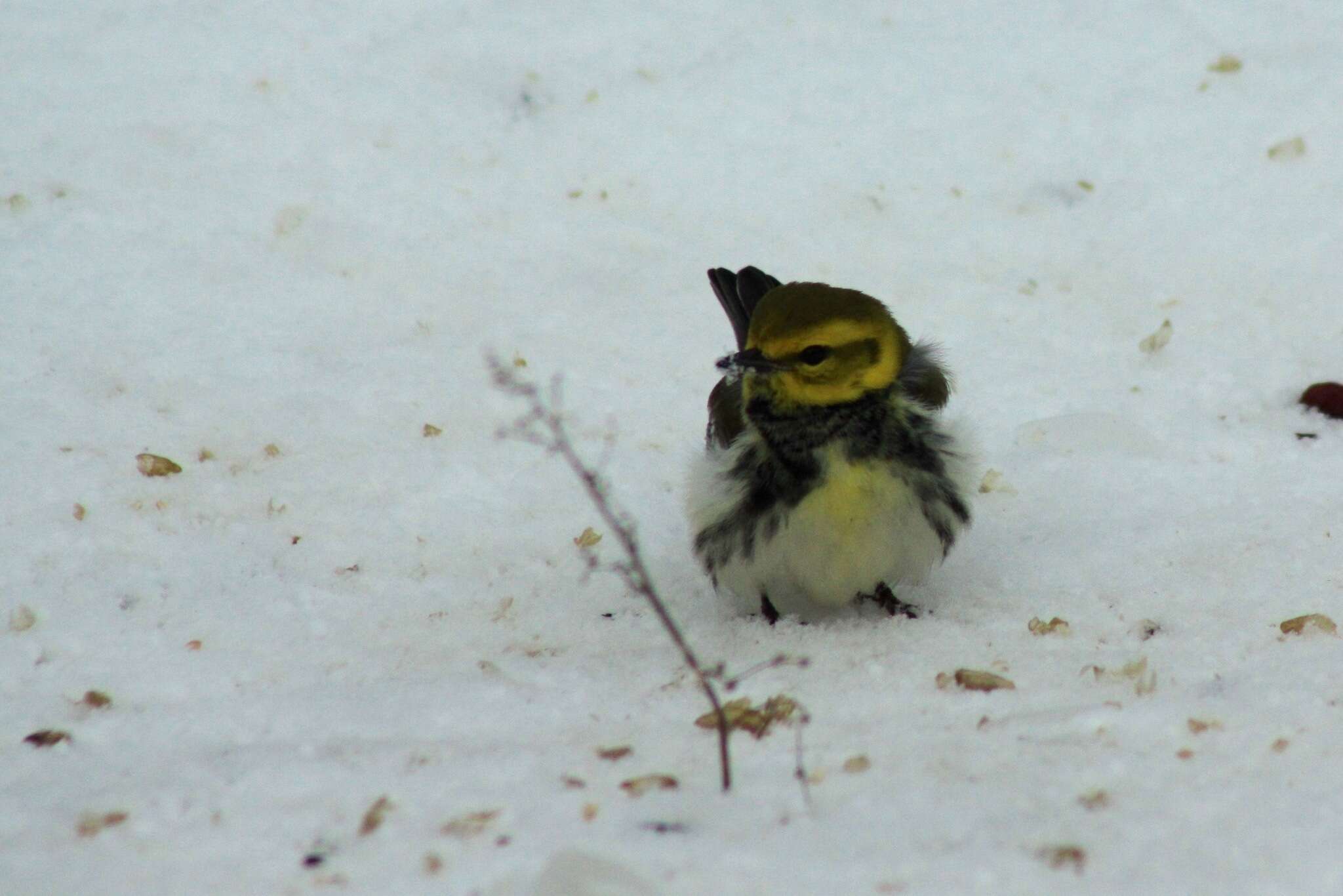 Image of Black-throated Green Warbler