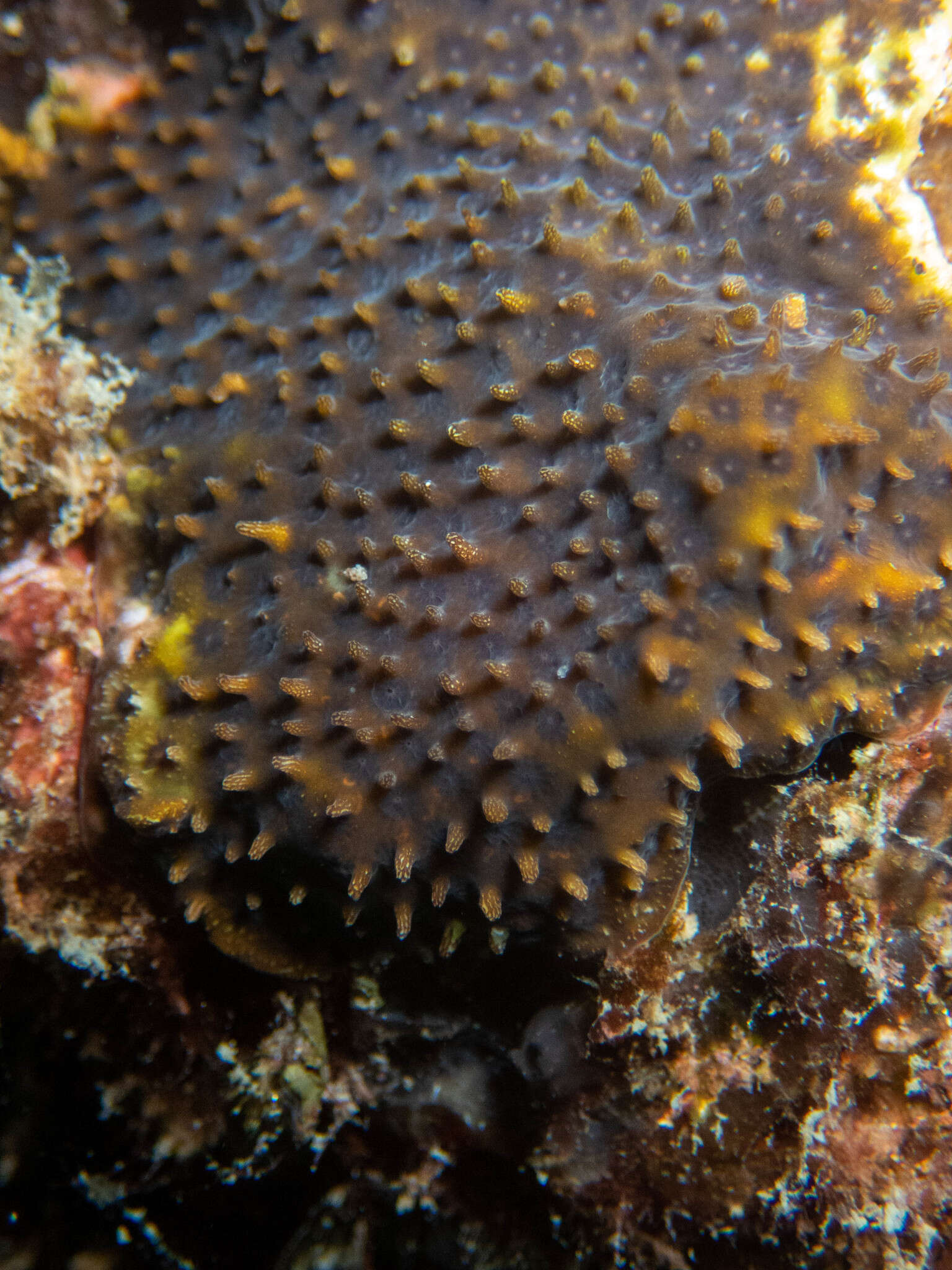 Image of thorn coral
