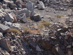 Image of Eriogonum galioides I M. Johnst.