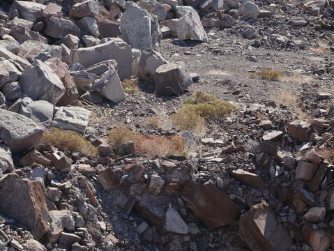 Image of Eriogonum galioides I M. Johnst.