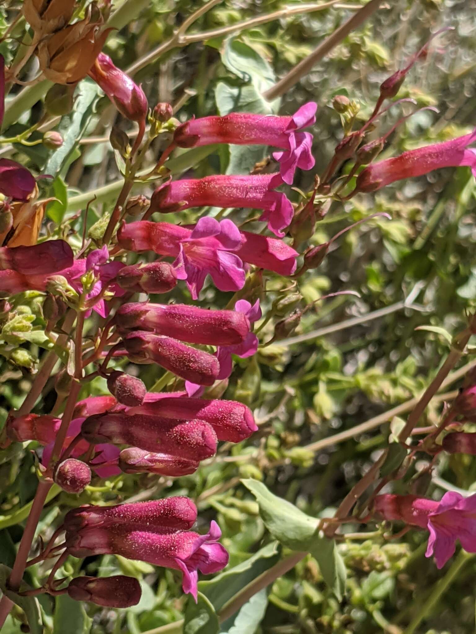 Image of San Jacinto beardtongue