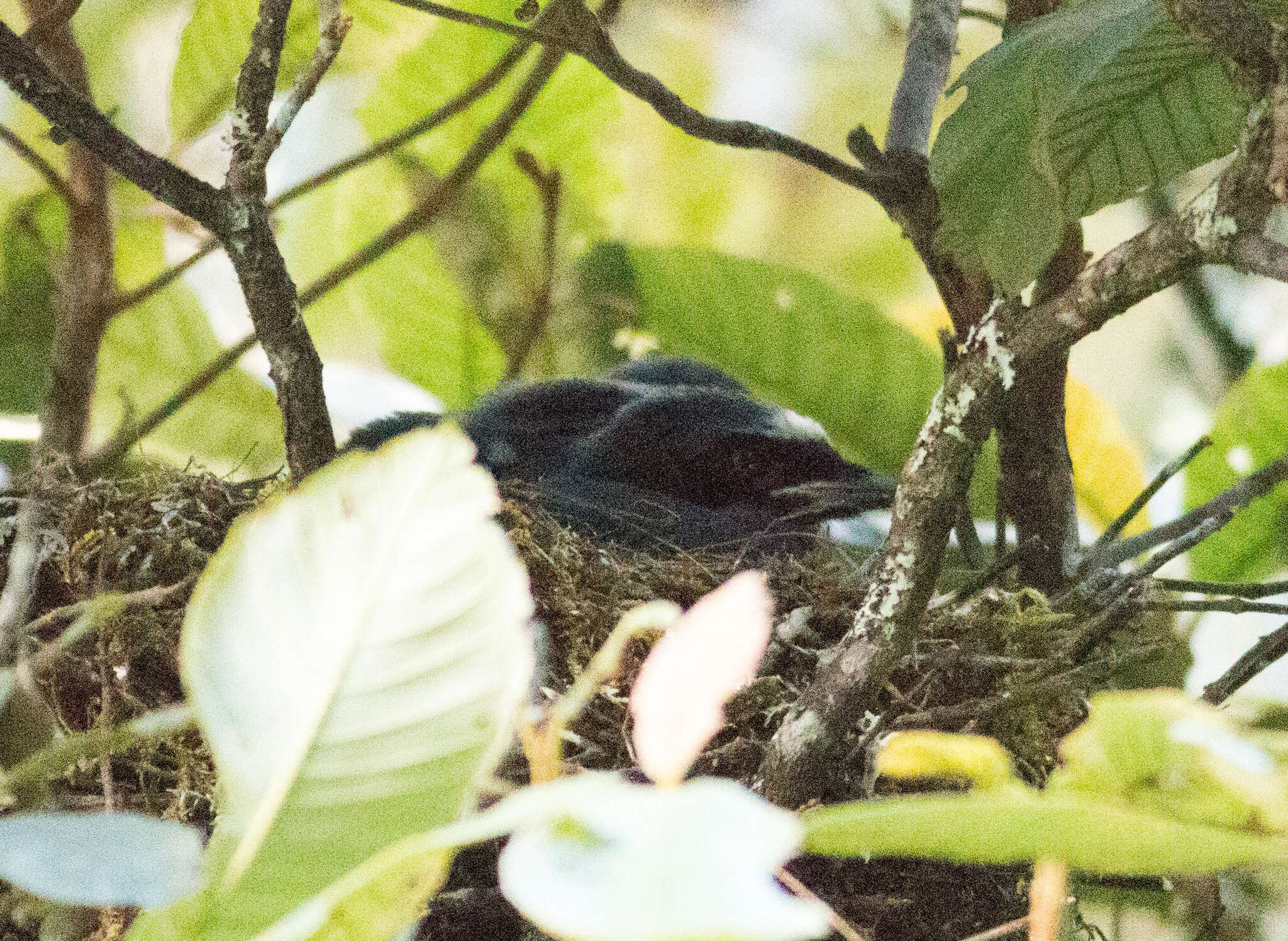 Image of White-collared Jay