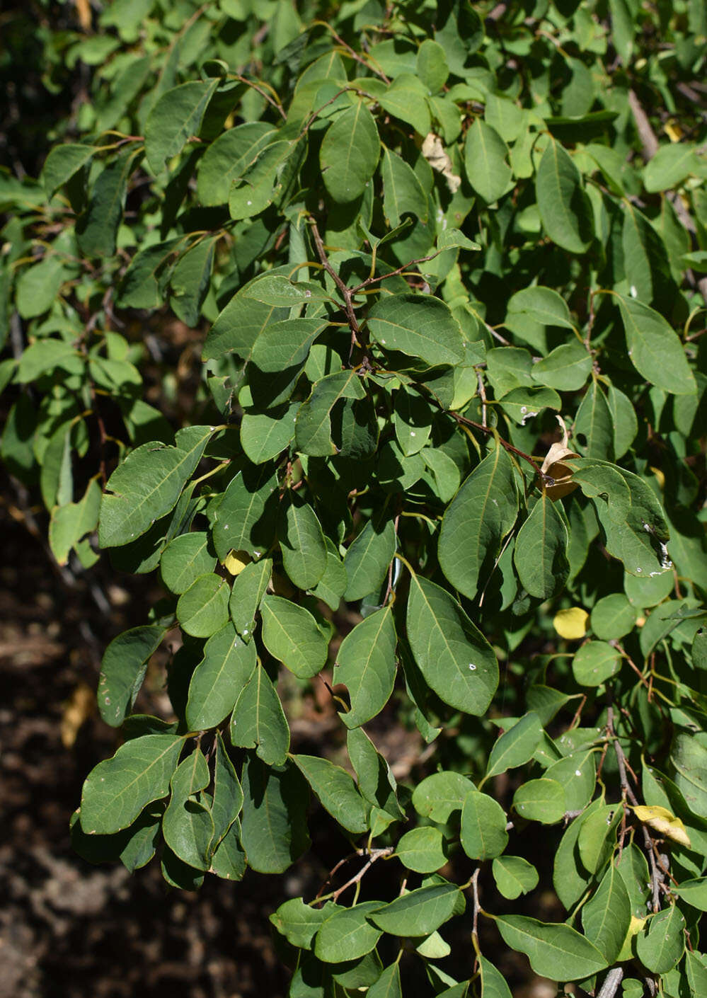 Image of Flueggea virosa subsp. melanthesoides (F. Muell.) G. L. Webster