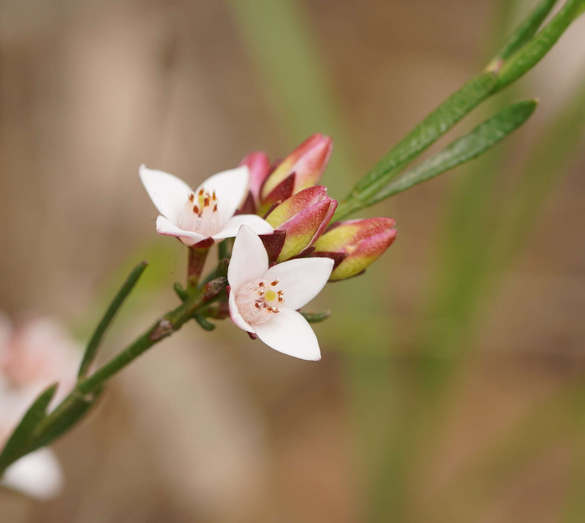 Cyanothamnus nanus var. hyssopifolius的圖片