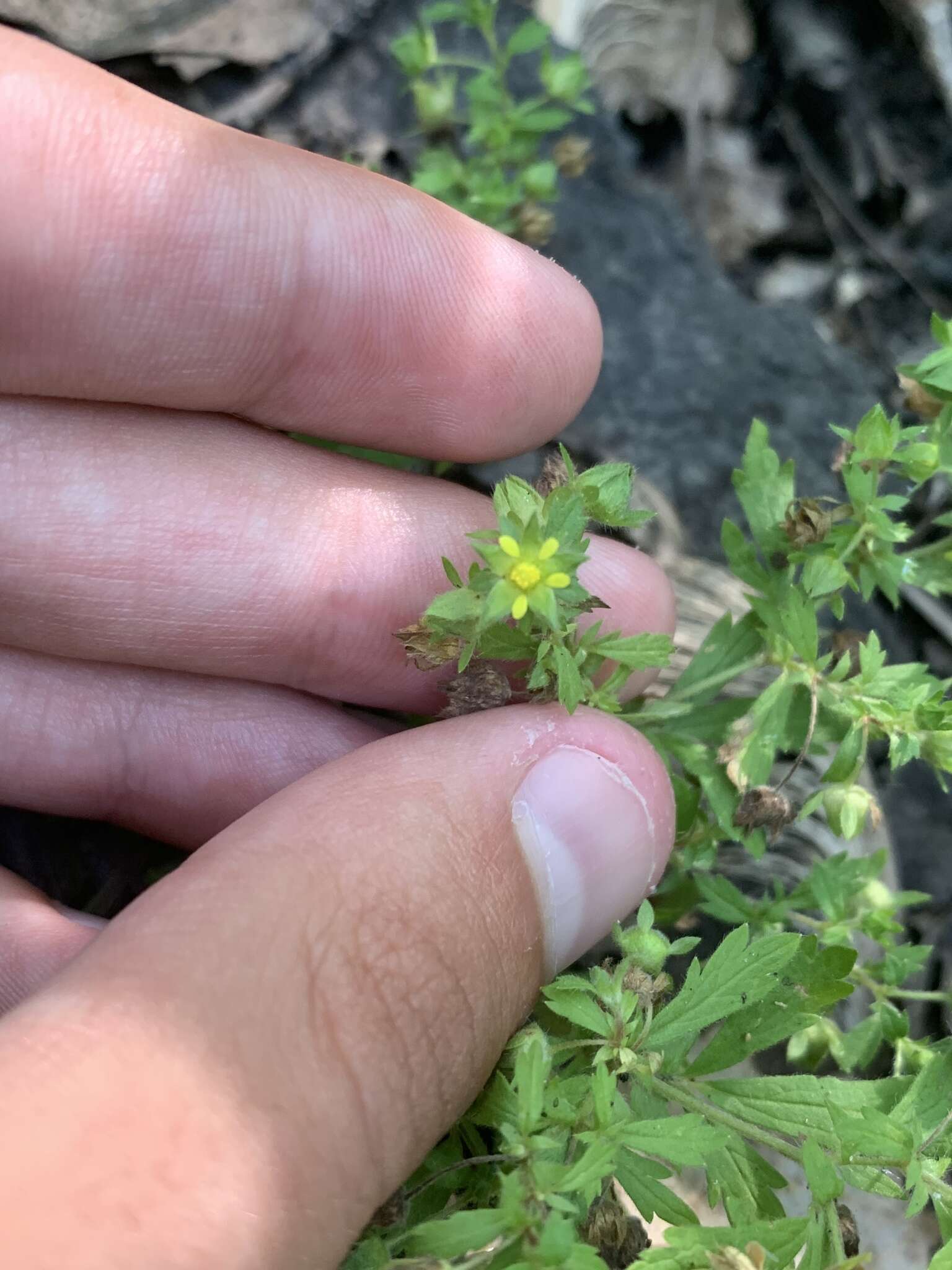 Image of brook cinquefoil