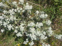 Sivun Teucrium capitatum subsp. capitatum kuva