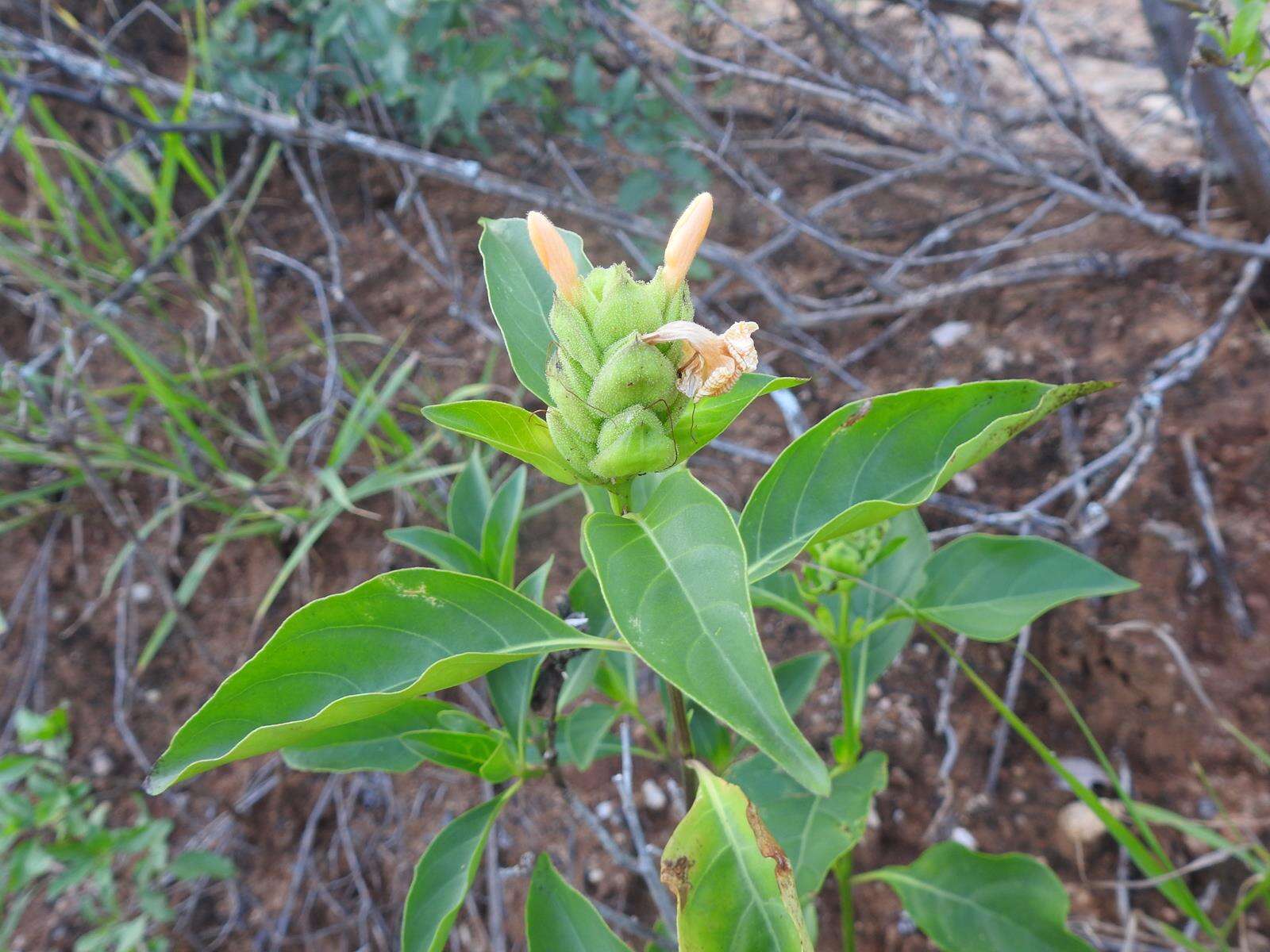 Image of Barleria crossandriformis C. B. Cl.