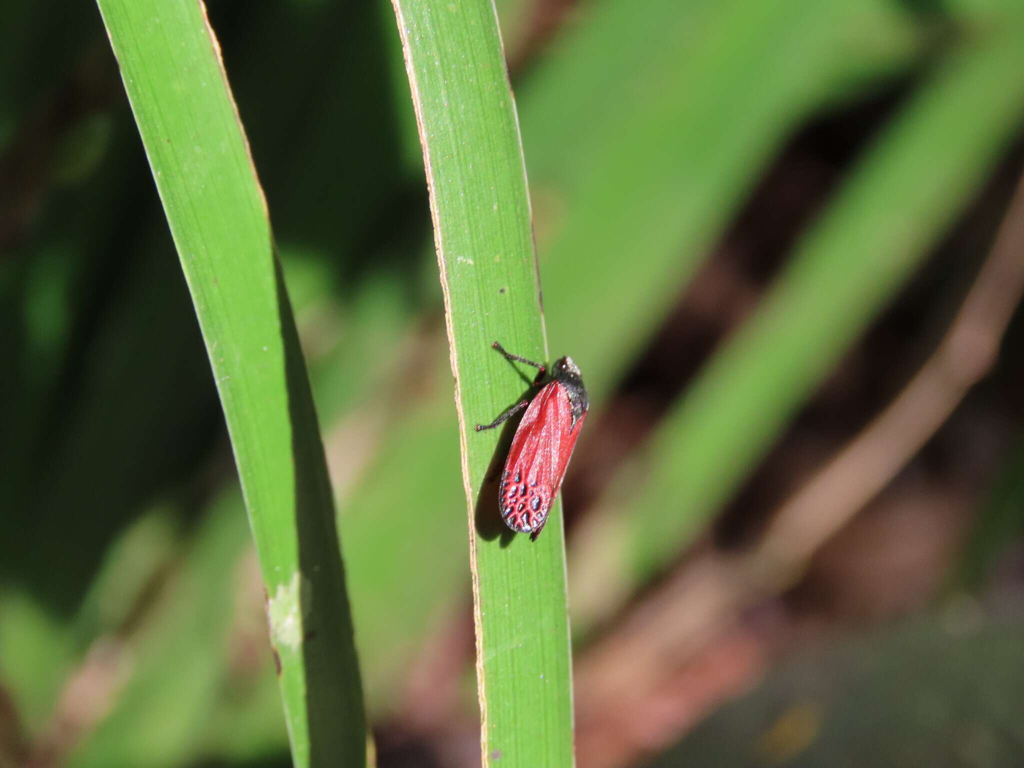 Imagem de Mahanarva (Mahanarva) rubripennis (Schmidt 1922)