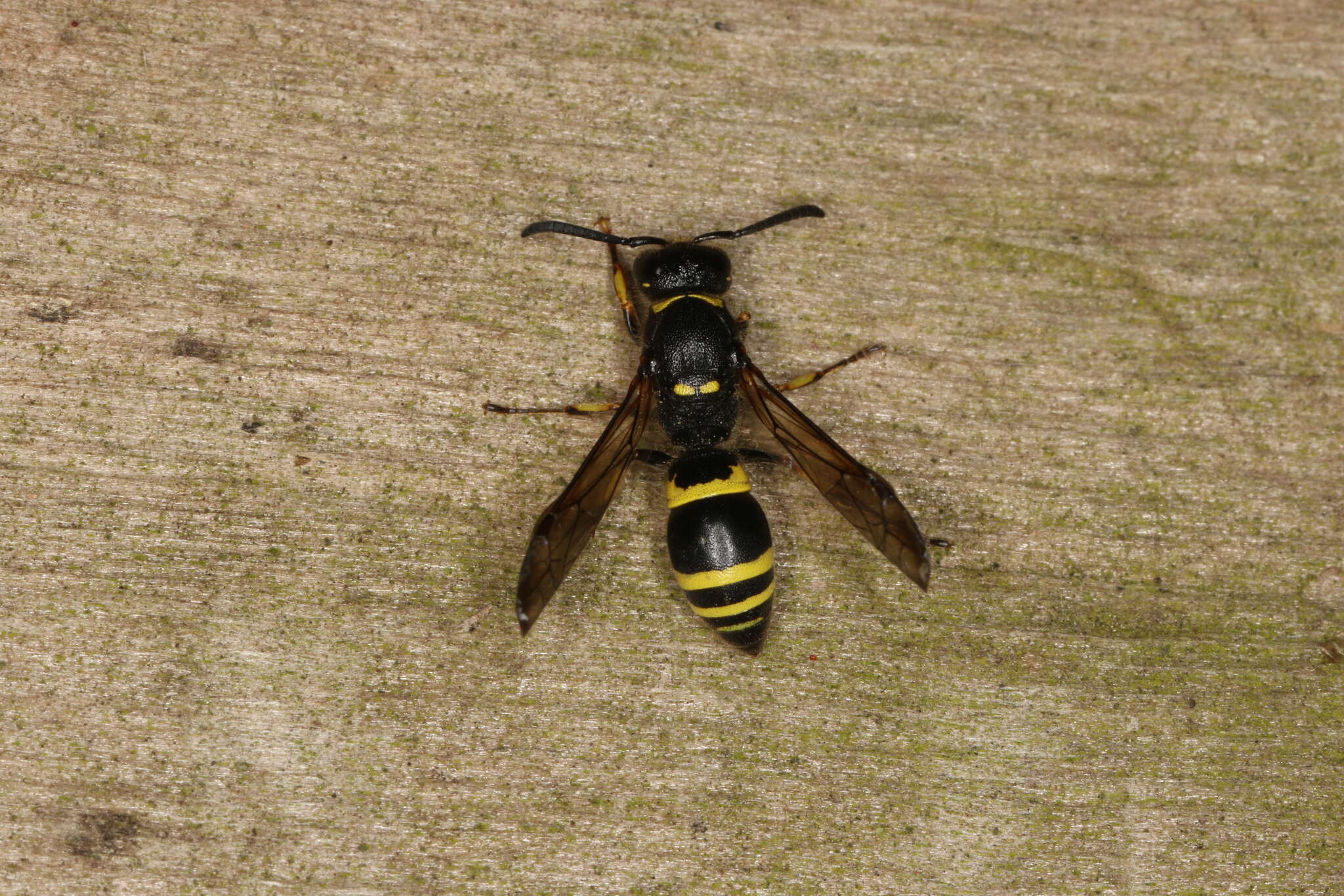 Image of Ancistrocerus trifasciatus (Müller 1776)