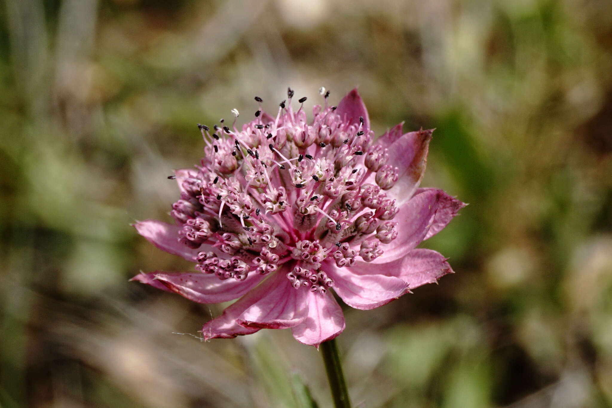 Image of Astrantia major subsp. biebersteinii (Fisch. & C. A. Mey.) I. Grint.