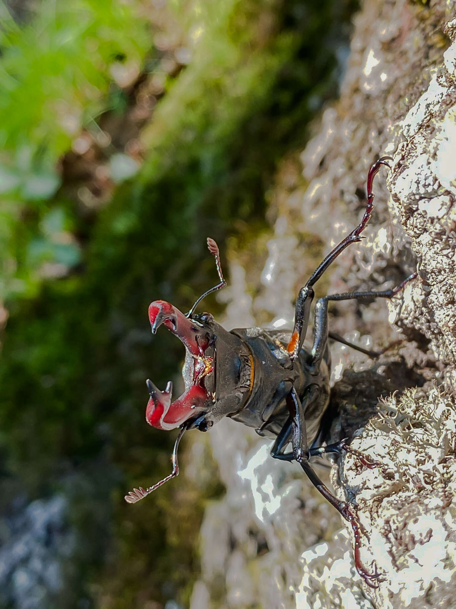 Image de Lucanus cervus cervus