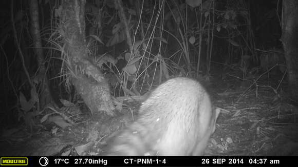 Image of Crab-eating Raccoon