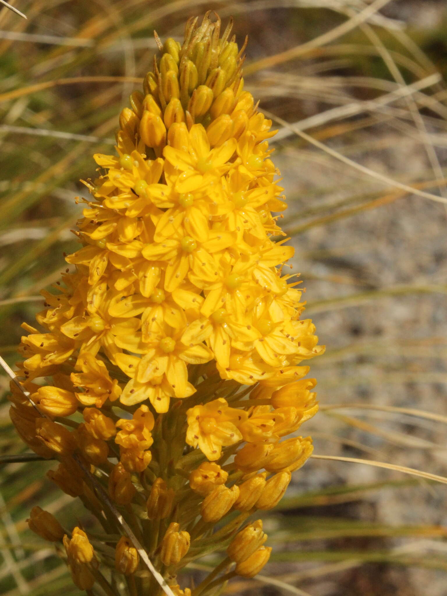 Image of Bulbinella gibbsii var. balasifera L. B. Moore