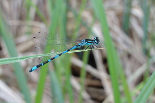 Image of Ornate Bluet