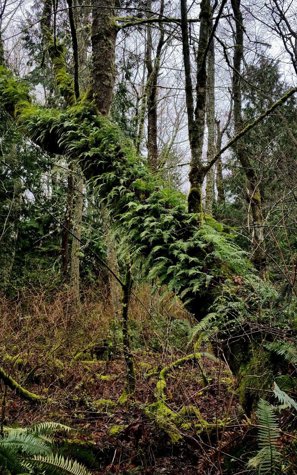 Image of licorice fern