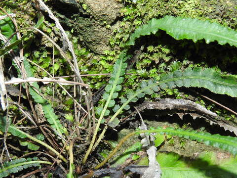 Image of Asplenium attenuatum R. Br.