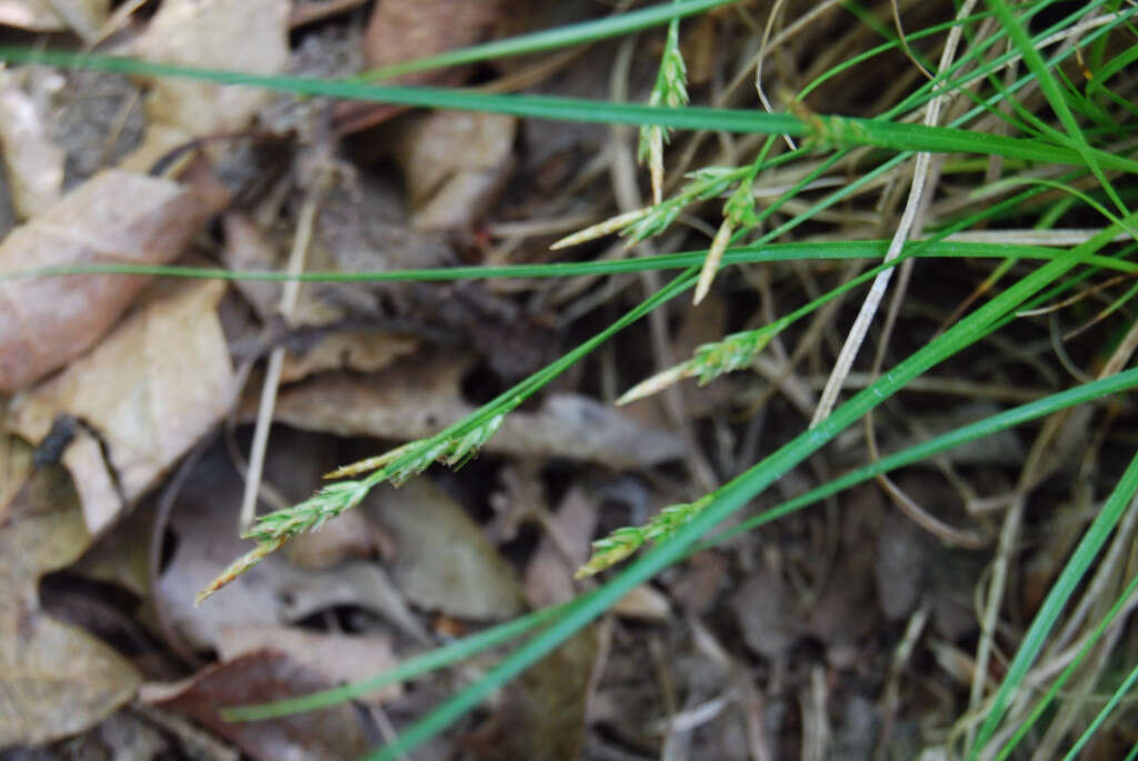 Image of black edge sedge