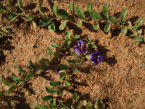 Aptosimum decumbens Schinz resmi