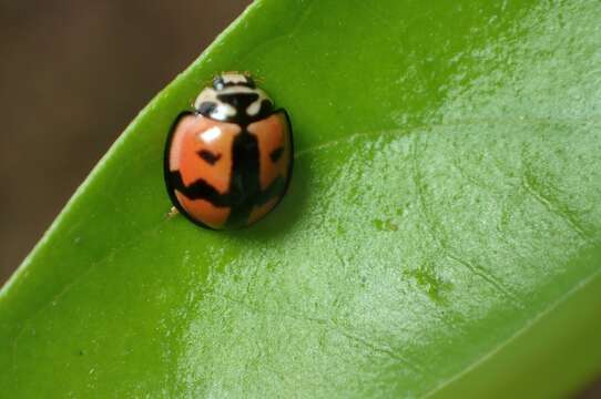 Image of Six-spotted Zigzag Ladybird