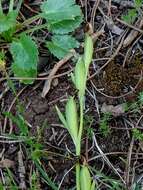 Image of Pale Green Orchid