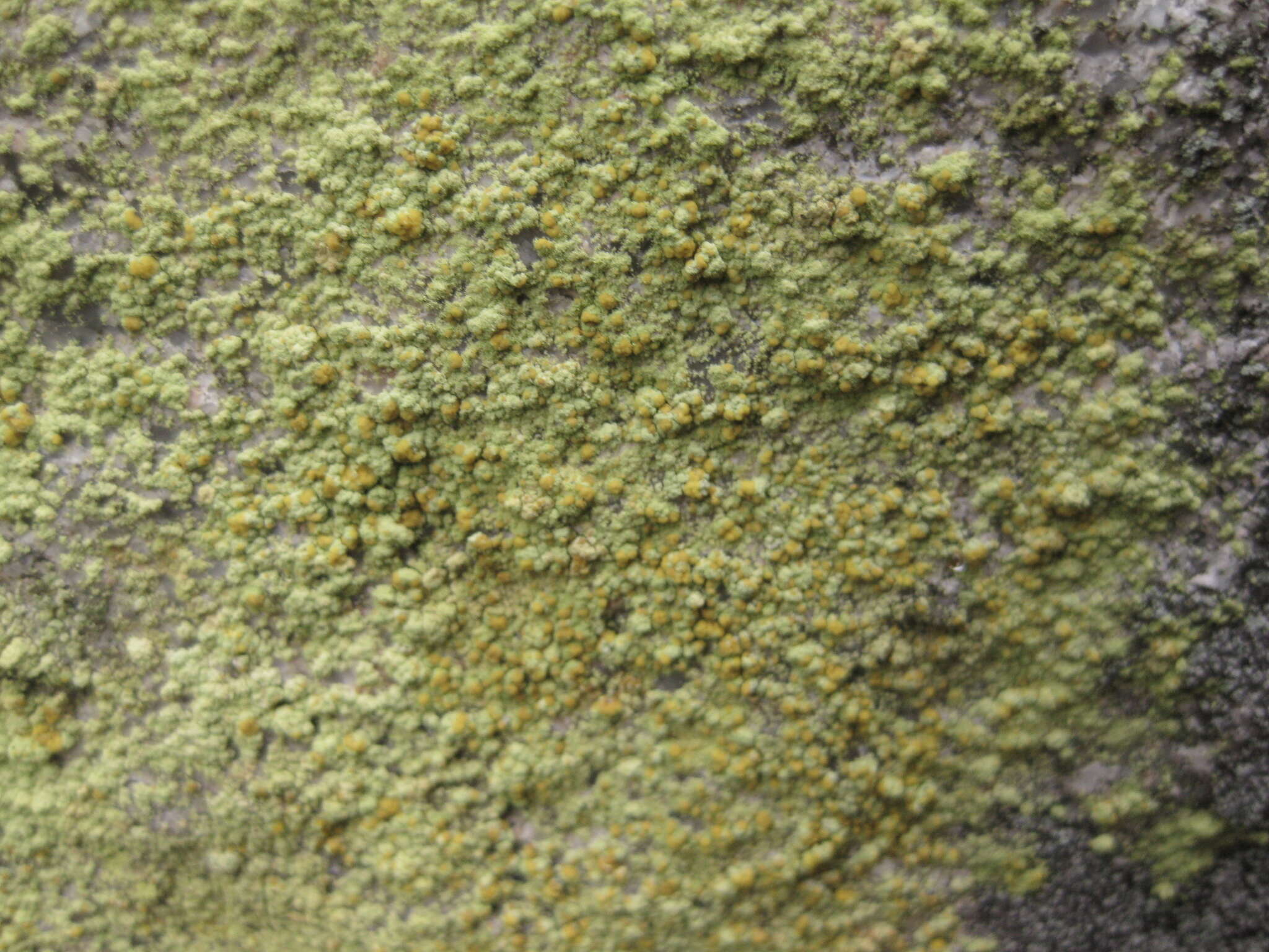 Image of Sulphur dust lichen