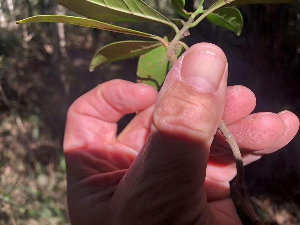 Plancia ëd Psychotria daphnoides A. Cunn. ex Hook.