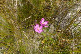 Image de Ixia stricta (Eckl. ex Klatt) G. J. Lewis