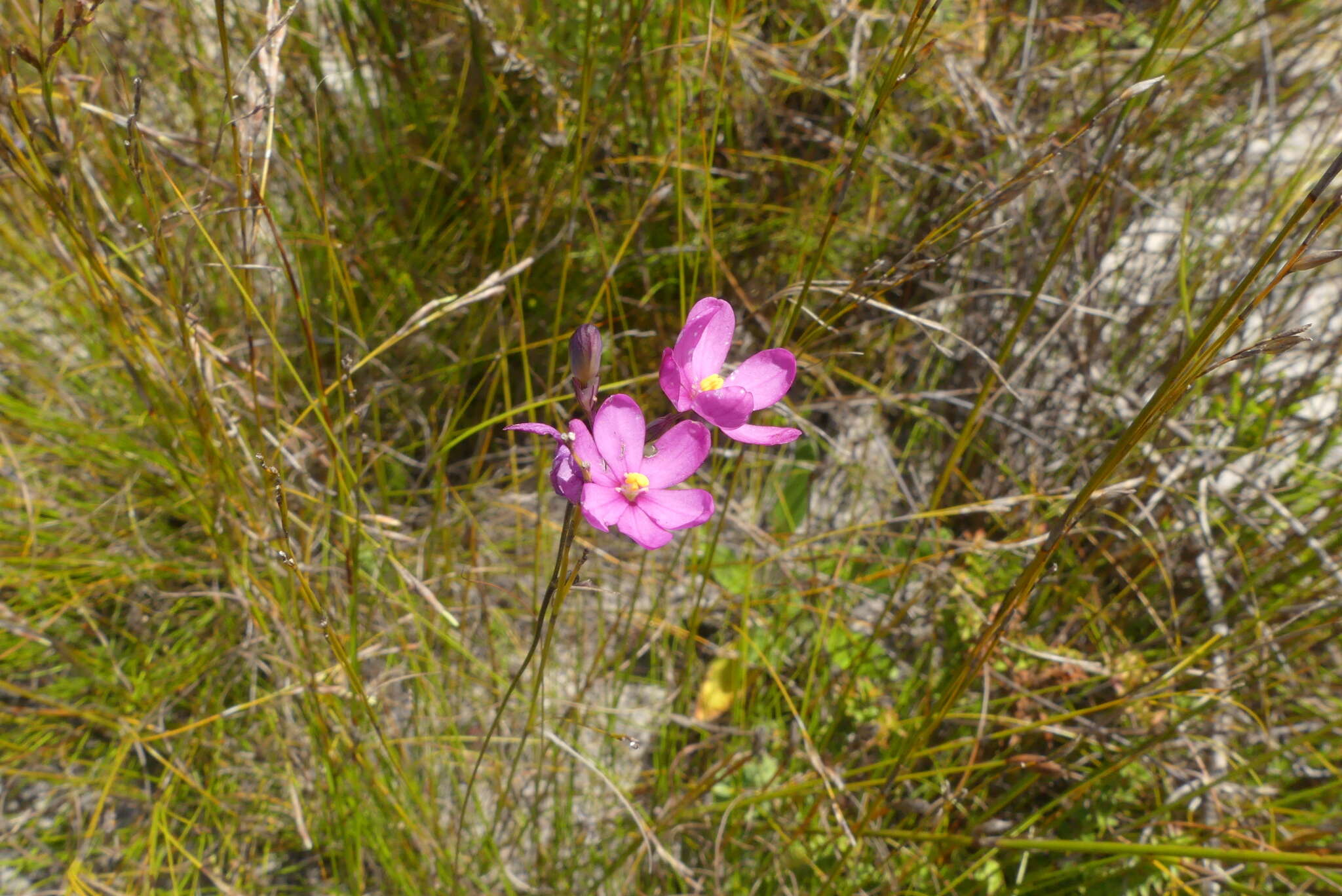 Image of Ixia stricta (Eckl. ex Klatt) G. J. Lewis