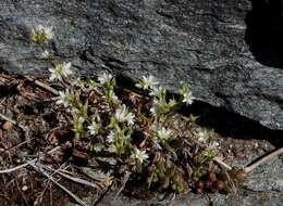 Слика од Minuartia mutabilis (Lapeyr.) Becherer