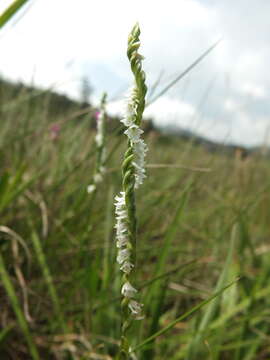 Image of Chinese Spiranthes