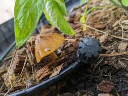 Image of Conocybe aurea (Jul. Schäff.) Hongo 1963