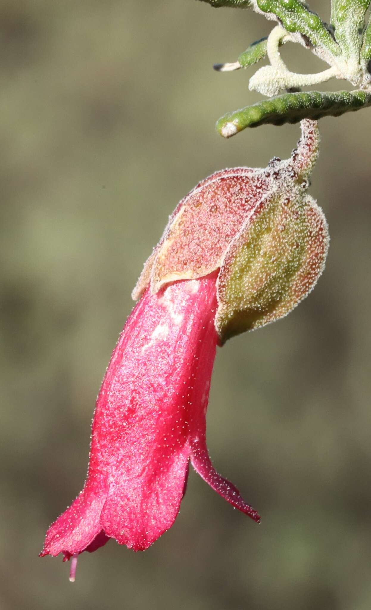 Eremophila latrobei F. Muell.的圖片