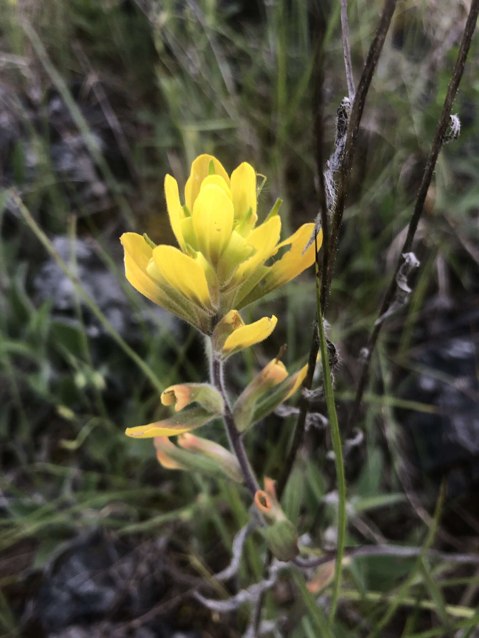 Слика од Castilleja kraliana J. R. Allison