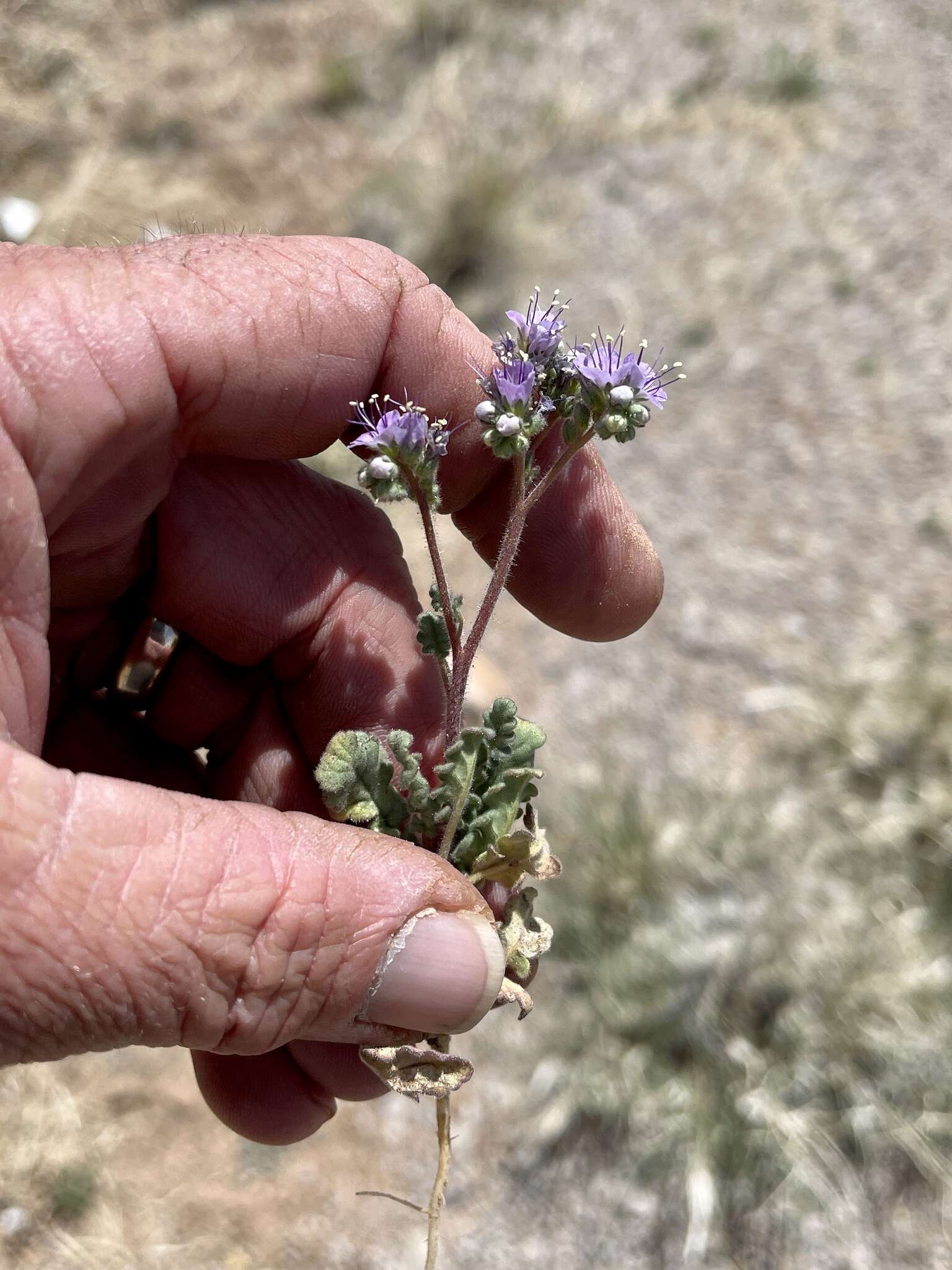 Phacelia bombycina Woot. & Standl.的圖片