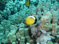 Image of Blacktail Butterflyfish