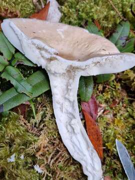 Image of Russula purpureotincta McNabb 1973