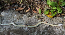 Dolichophis caspius (Gmelin 1789)的圖片