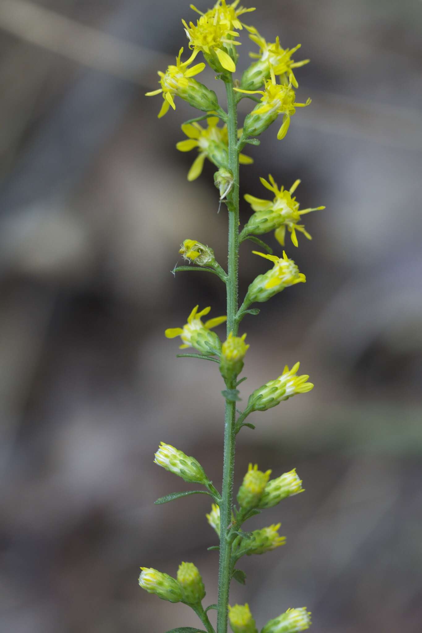 Image of showy goldenrod