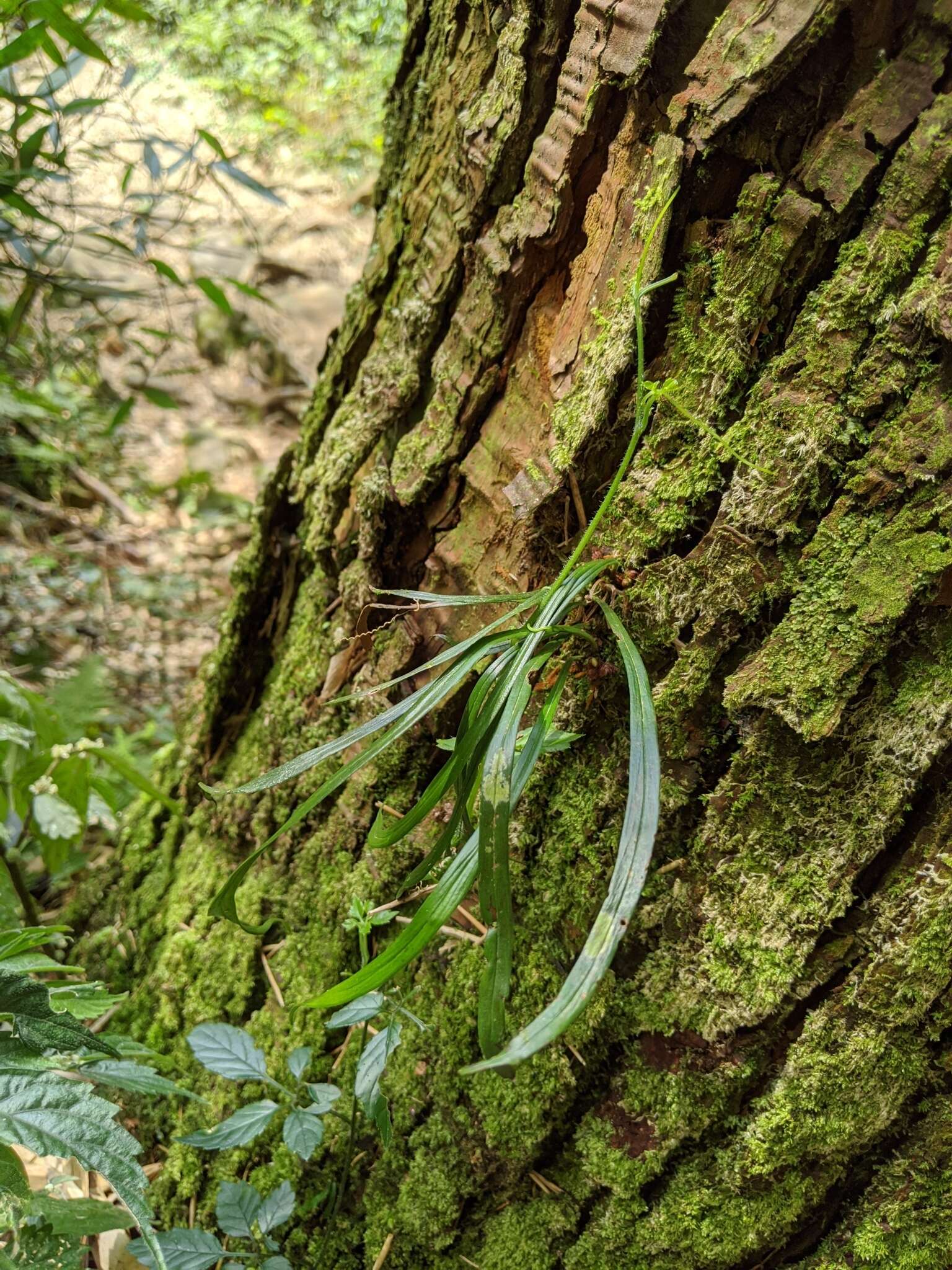 Haplopteris flexuosa (Fée) E. H. Crane的圖片