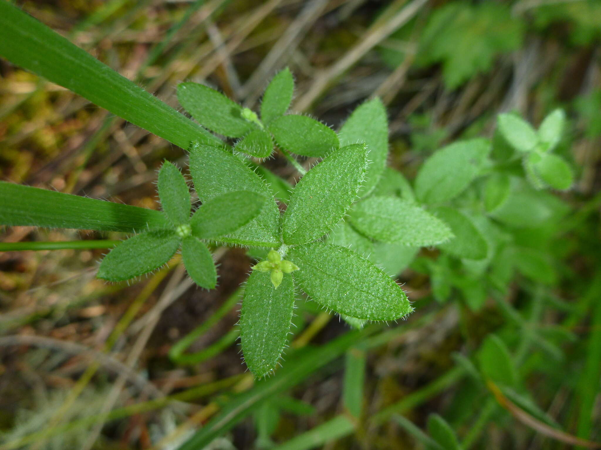 Galium californicum Hook. & Arn. resmi