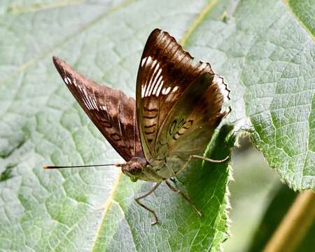 Image of Euthalia phemius Doubleday (1848)