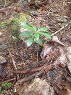 Image of pipsissewa