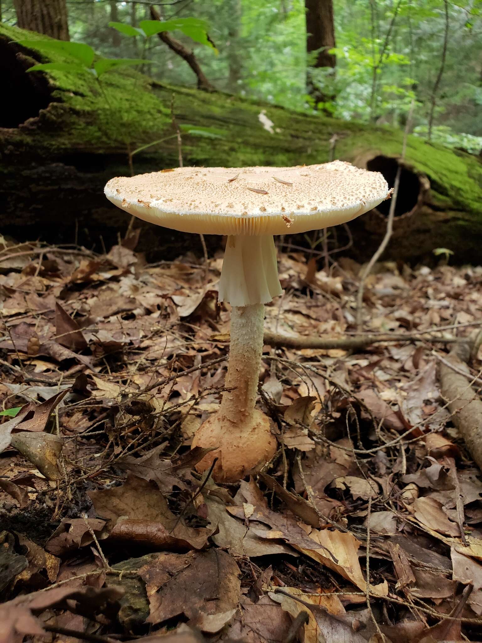 Plancia ëd Amanita daucipes (Sacc.) Lloyd 1898