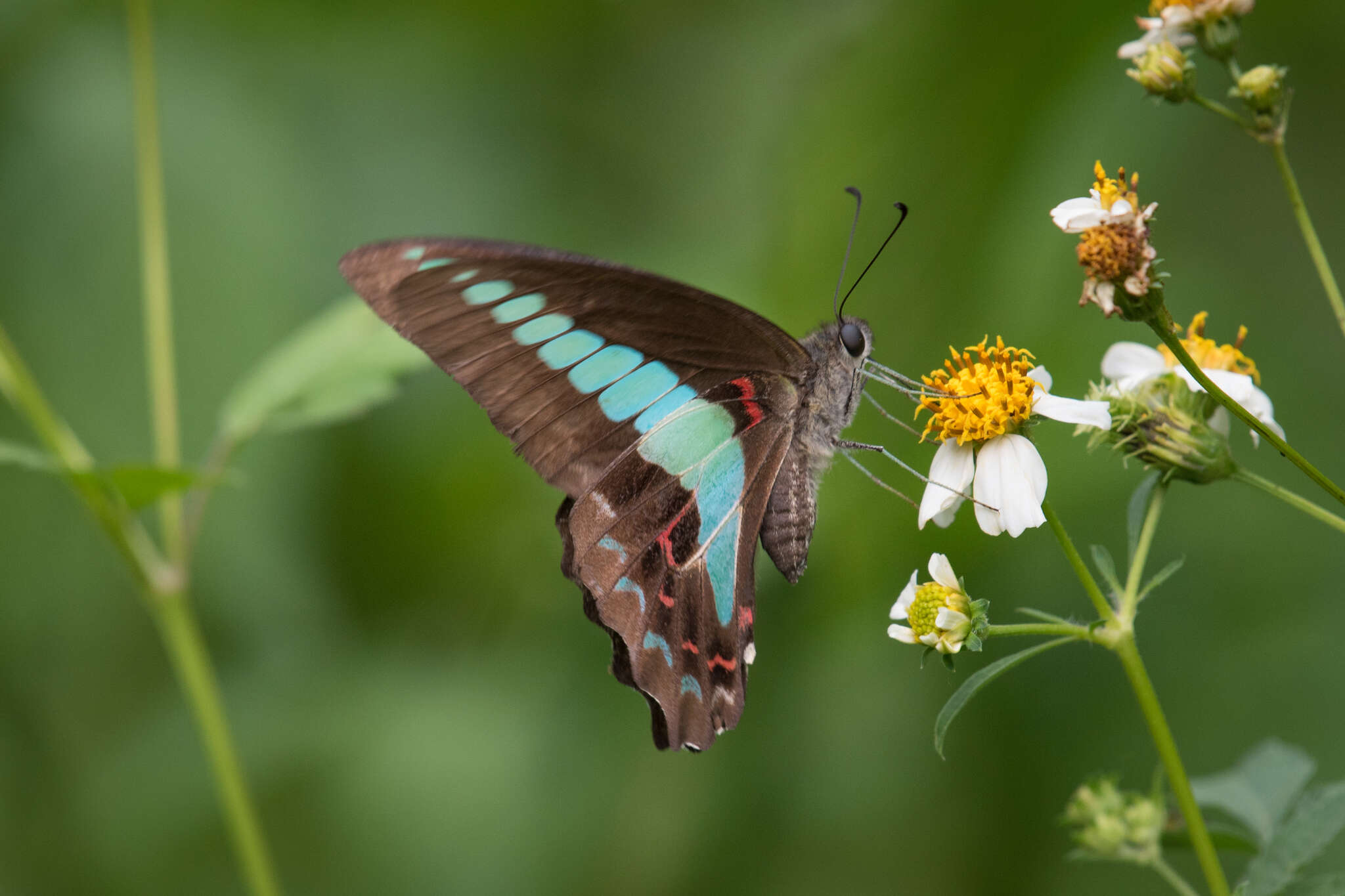 Imagem de <i>Graphium sarpedon connectens</i>