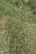 Image of Cleome violacea L.