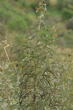 Image de Cleome violacea L.