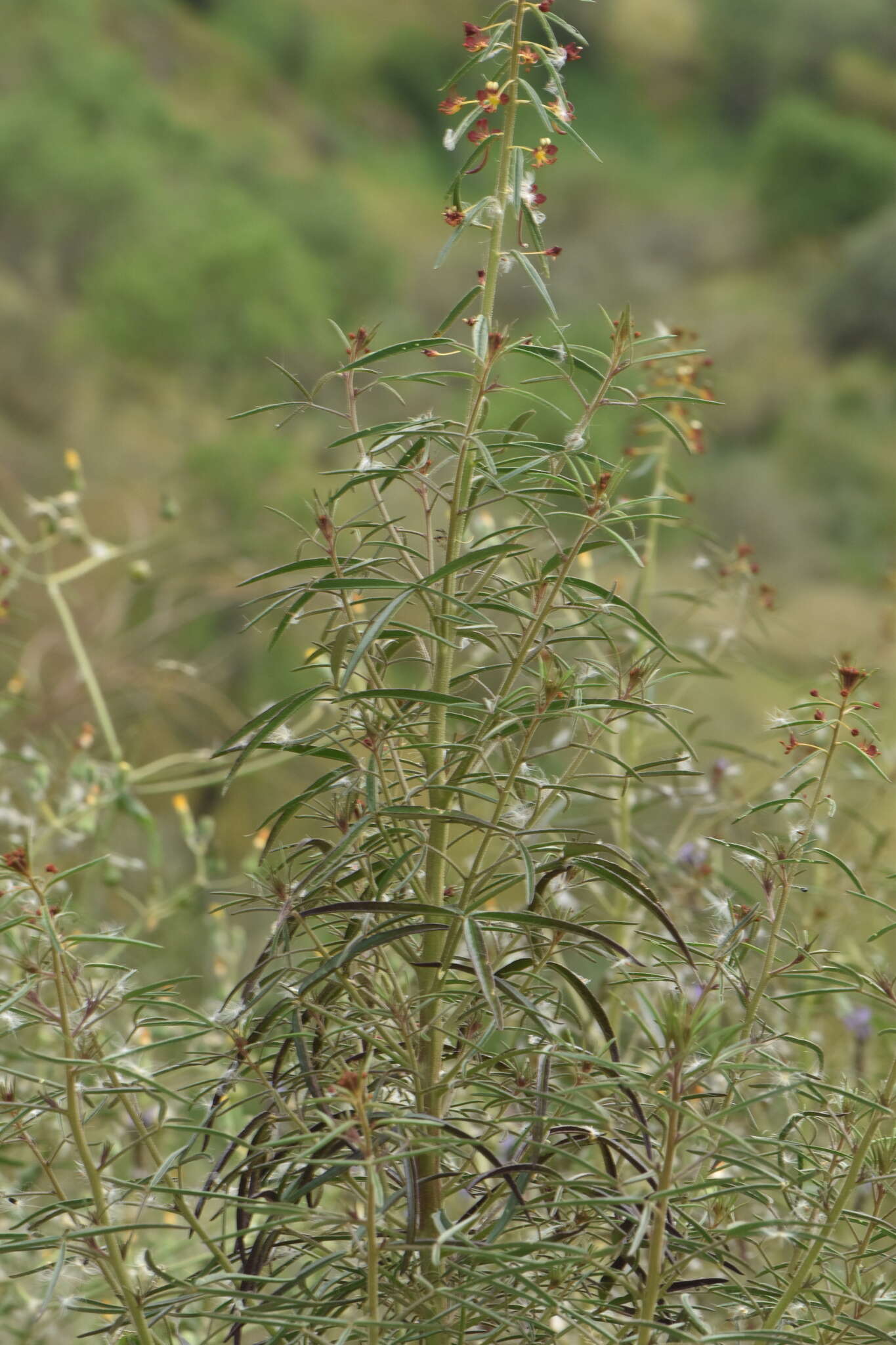 Image of Cleome violacea L.