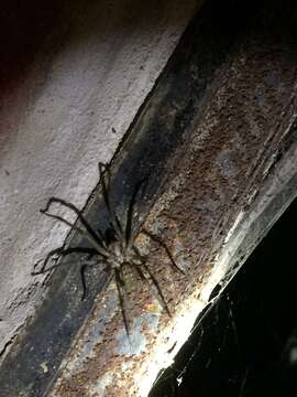 Image of Giant House Spider