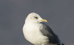 Image of Larus canus heinei Homeyer 1853