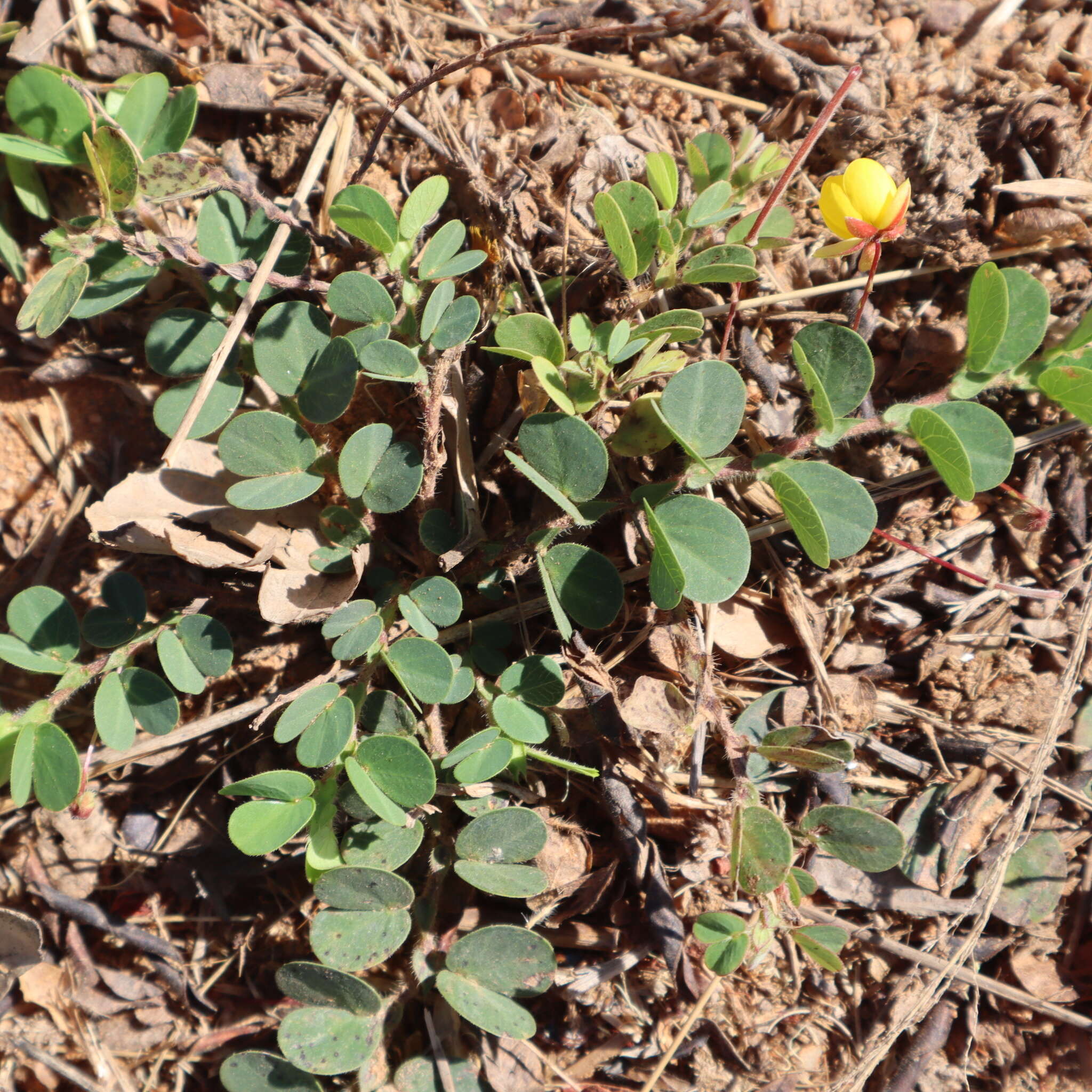 Image of roundleaf sensitive pea